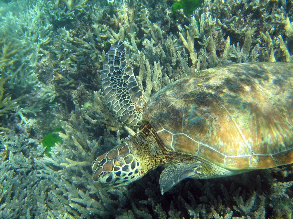 Reef & Marine Life